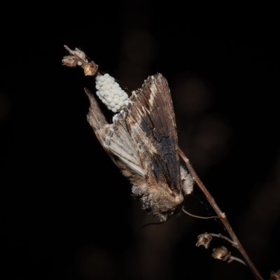 Egira conspicillaris (můra trávová), PR Liščí vrch