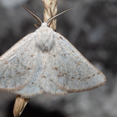 Dyscia conspersaria (světlokřídlec šalvějový), PR Svatý kopeček