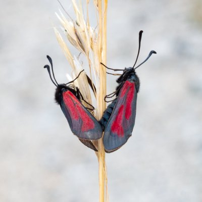 Zygaena purpuralis/minos (vřetenuška mateřídoušková/přehlížená), SK, Nová Polianka