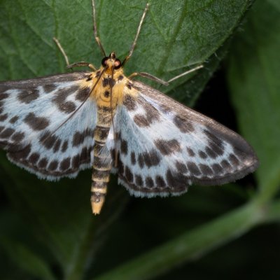 Anania hortulata (zavíječ zahradní), Augšperský potok