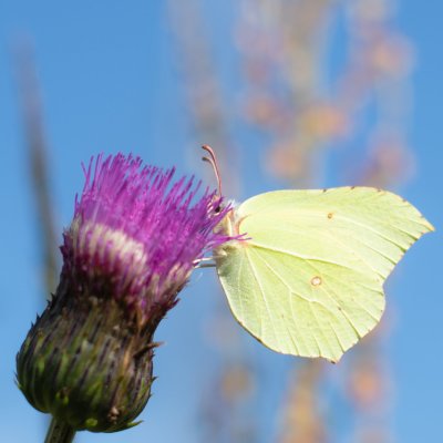 Gonepteryx rhamni (žluťásek řešetlákový), SK, u Rakytovských plies
