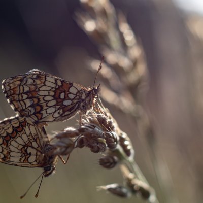 Melitaea athalia (hnědásek jitrocelový), Žebětín