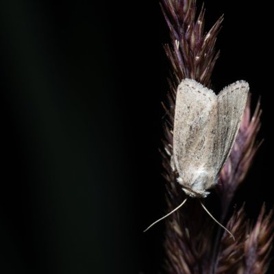 Photedes extrema (travařka žlutavá), Hrabětice