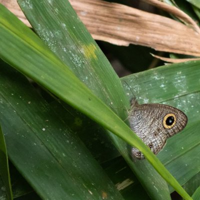 Ypthima sp., TH, Khao Sok