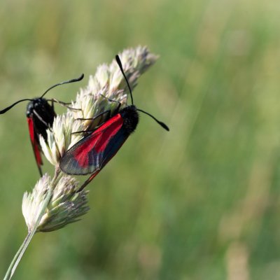Zygaena purpuralis/minos (vřetenuška mateřídoušková/přehlížená), SK, Štôla