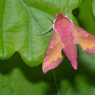 Deilephila porcellus (lišaj kyprejový), PR Kamenný vrch