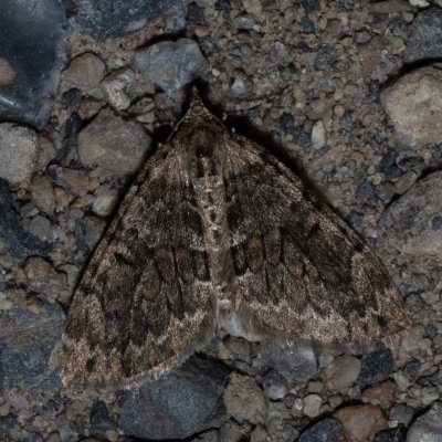 Thera variata (píďalka proměnlivá), Hády