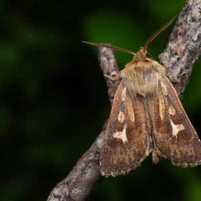 Cerapteryx graminis (můra luční), NPR Radostínské rašeliniště