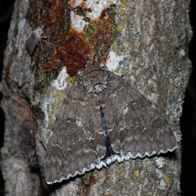Catocala fraxini (stužkonoska modrá), Bratčice