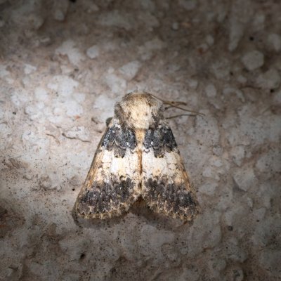 Hadena adriana (-), HR, Velika Paklenica