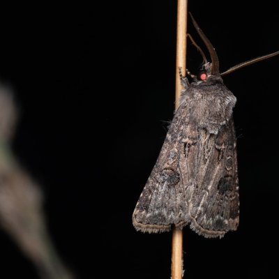 Agrotis bigramma (osenice širokřídlá), PP Na cvičišti