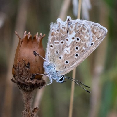 Polyommatus daphnis (modrásek hnědoskvrnný), Dolní Kounice