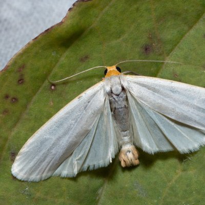 Eilema caniola (lišejníkovec žlutohlavý), NPR Slanisko u Nesytu