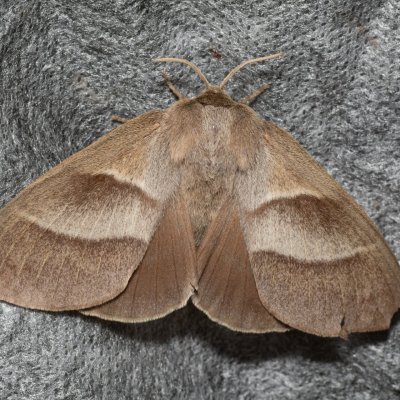 Macrothylacia rubi (bourovec ostružiníkový), PR Kamenný vrch