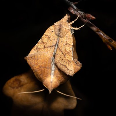 Jodia croceago (zlatokřídlec vzácný), PR Kamenný vrch