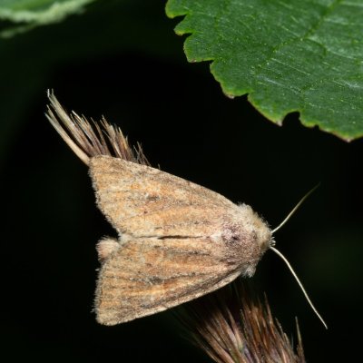 Photedes fluxa (travařka třtinová), Augšperský potok