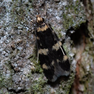 Oegoconia uralskella (drsnohřbetka žlutoskvrnná), Helenčina studánka