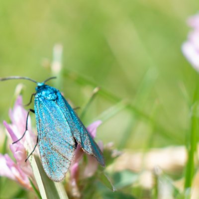 zelenáček sp., Přírodní park Rakovecké údolí