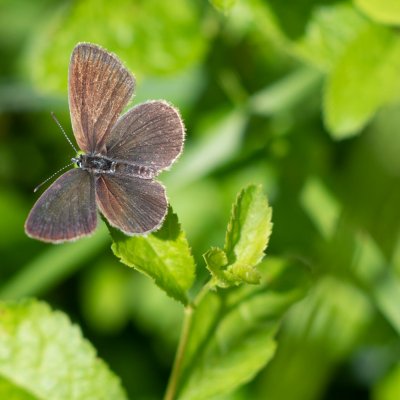 Cupido minimus (modrásek nejmenší), NPP Švařec