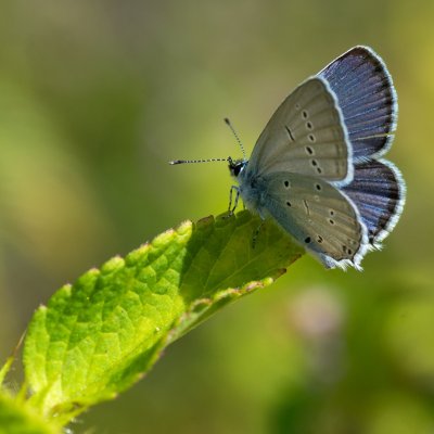Cupido decoloratus (modrásek tolicový), Helenčina studánka