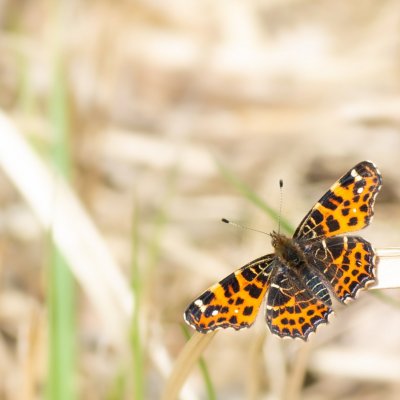 Araschnia levana (babočka síťkovaná), Žebětín