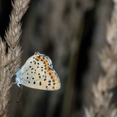 Lycaena tityrus (ohniváček černoskvrnný), Žebětín