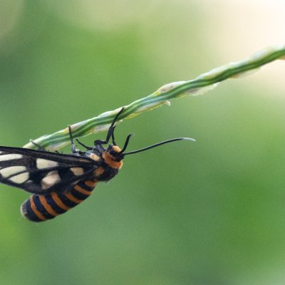 Amata huebneri (-), TH, Khao Sok