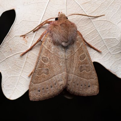 Mesogona acetosellae (osenice trnková), PP Milovická stráň