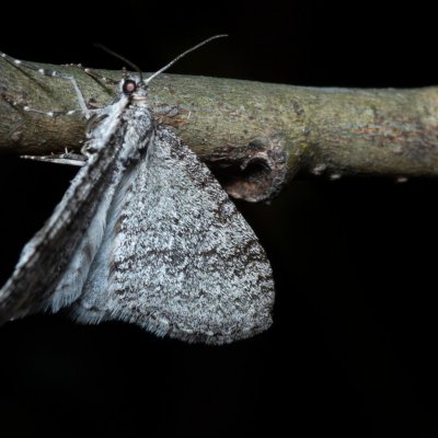 Trichopteryx carpinata (šedokřídlec habrový), Žebětín