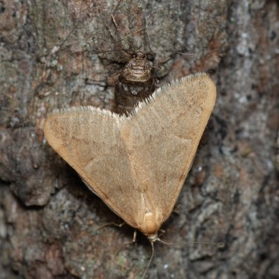 Alsophila aceraria (hedvábnice podzimní), Žebětín