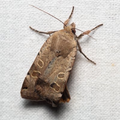 Noctua orbona (osenice černoskvrnná), Nebovidy