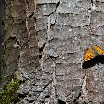 Nymphalis polychloros (babočka jilmová), Podkomorské lesy