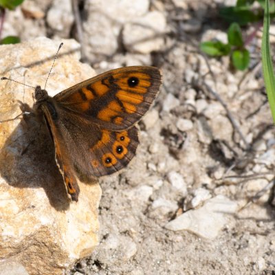 Lasiommata megera (okáč zední), AT, Kreuzberg