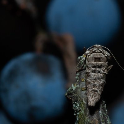 Agriopis bajaria (tmavoskvrnáč třešňový), PR Kamenný vrch