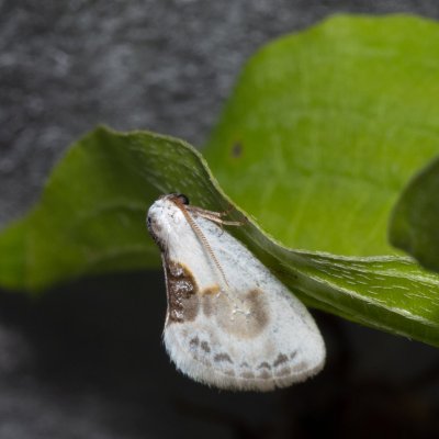 Cilix glaucata (srpokřídlec trnkový), Hády