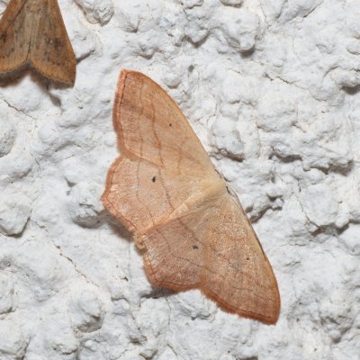 Scopula imitaria (-), HR, Jablanac