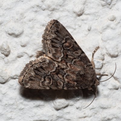 Thalpophila matura (blýskavka travní), HR, Jablanac