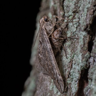 Alsophila aescularia (hedvábnice jarní), Kamenný vrch