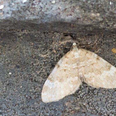 Perizoma incultaria (-), IT, Tre Cime, Jižní Tyrolsko