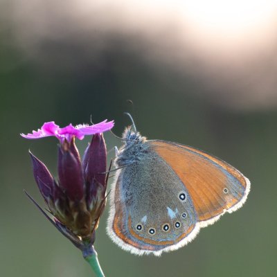 Coenonympha glycerion (okáč třeslicový), PP Černice