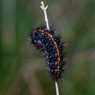 Spiris striata (přástevník jestřábníkový), Havranické vřesoviště