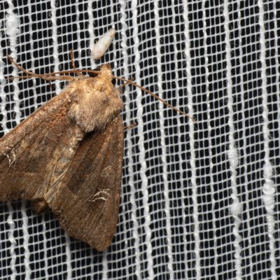 Helotropha leucostigma (šedavka pobřežní), PP Bobrava