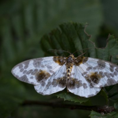 Abraxas sylvata (skvrnopásník jilmový), PR Rakovecké stráně a údolí bledulí
