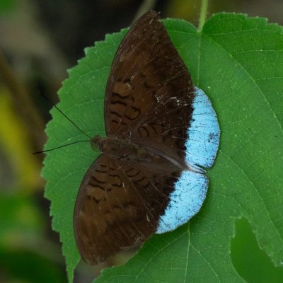 Tanaecia julii (-), TH, Krabi