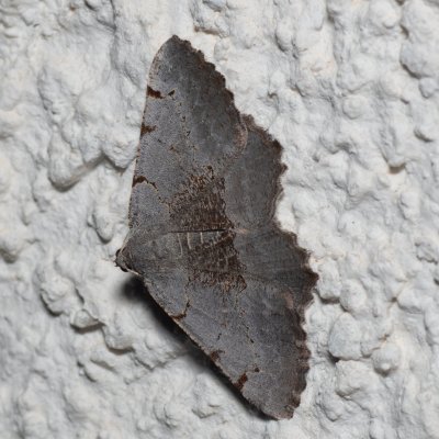 Neognopharmia stevenaria (-), HR, Jablanac