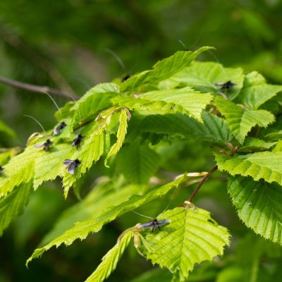 Adela reaumurella (adéla zelená), Podkomorská myslivna