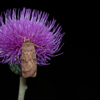 Xestia sexstrigata (osenice stínovaná), PP Augšperský potok