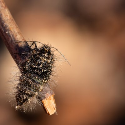 Lycia pomonaria (drsnokřídlec ovocný), Žebětín