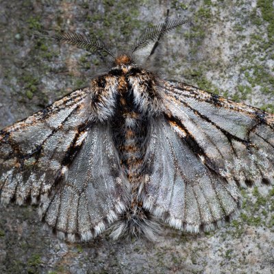 Lycia pomonaria (drsnokřídlec ovocný), Kývalka