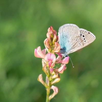 Glaucopsyche alexis (modrásek kozincový), Hády
